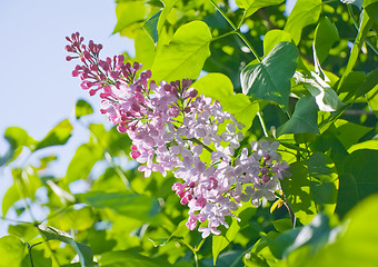 Image showing Fragrant lilac bush