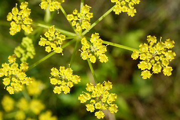 Image showing Parsnip (Pastinaca sativa) Flowers