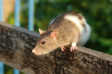 Image showing Cunning mouse