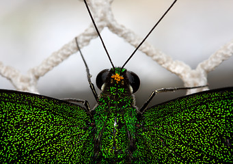 Image showing In captivity