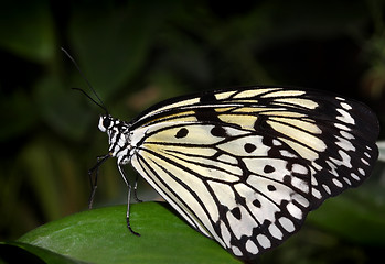 Image showing Tropical butterfly