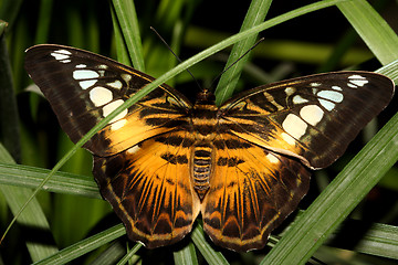 Image showing Tropical butterfly (Parthenos silvia)