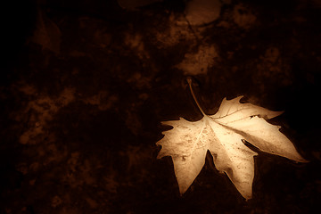 Image showing Autumn background sepia