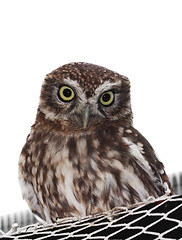 Image showing Little owl