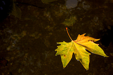Image showing Autumn background