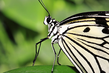 Image showing Dancing butterfly