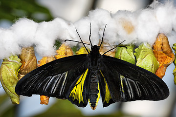 Image showing Butterfly and cocoons