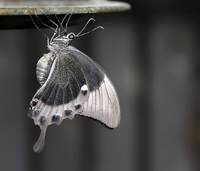 Image showing Grey butterfly