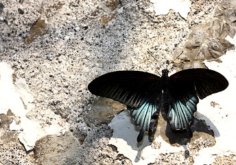 Image showing Butterfly on the wall