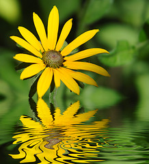 Image showing Yellow chrysanthemum