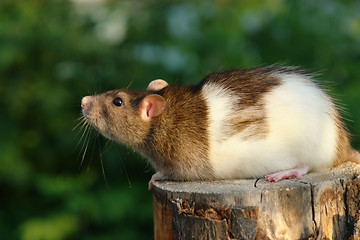 Image showing Mouse on the stump 