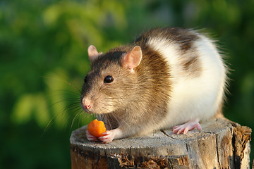 Image showing Mouse with carrot