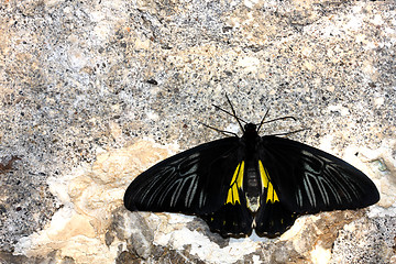 Image showing Butterfly on the wall