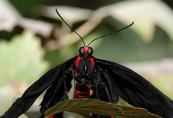 Image showing Butterfly portrait