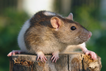 Image showing Mouse on the stump