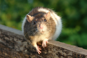 Image showing Mouse look 