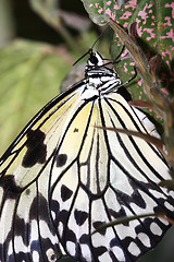 Image showing Tropical butterfly (Idea leuconoe)