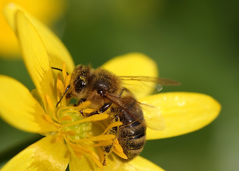 Image showing little bee on the yellow flower
