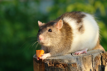 Image showing Mouse with carrot