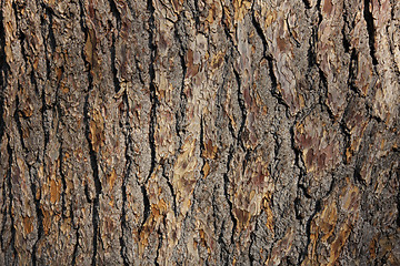 Image showing Oak bark