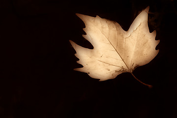 Image showing Autumn background sepia