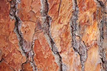 Image showing Pine bark