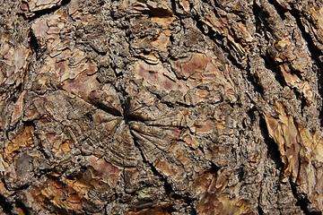 Image showing Oak bark