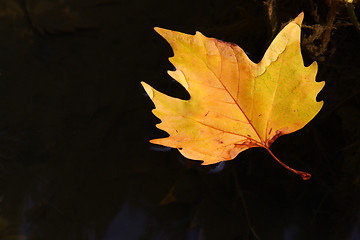 Image showing Autumnal background