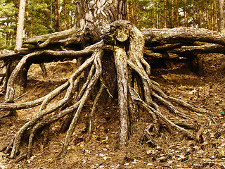 Image showing roots