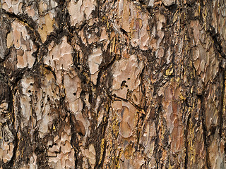 Image showing bark background