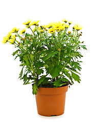 Image showing flower in pot