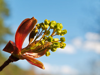 Image showing Spring is came!