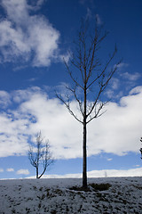 Image showing Close up on a Tree in Winter