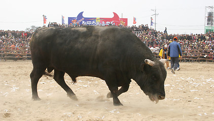 Image showing Bull