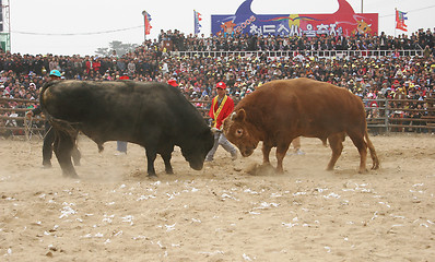 Image showing Bull fight