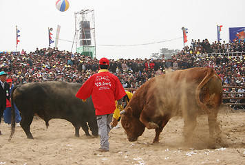 Image showing Bull fight