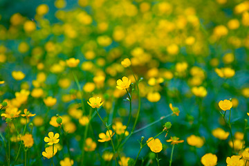 Image showing Flower background