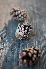 Image showing Pinecones