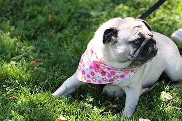 Image showing Pug