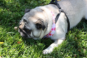 Image showing Pug