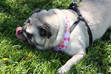 Image showing Pug