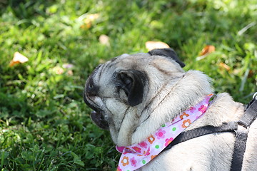 Image showing Pug