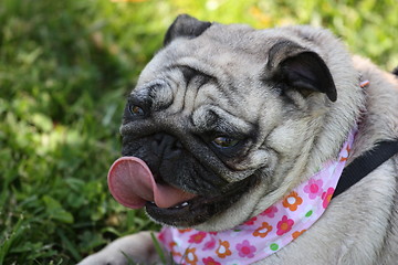 Image showing Pug