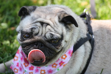 Image showing Pug