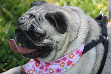 Image showing Pug