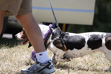 Image showing Basset Hound