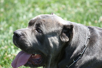 Image showing Cane Corso