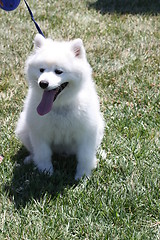 Image showing American Eskimo Dog 