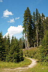 Image showing Hiking trail in the forest