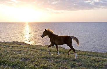 Image showing Horse